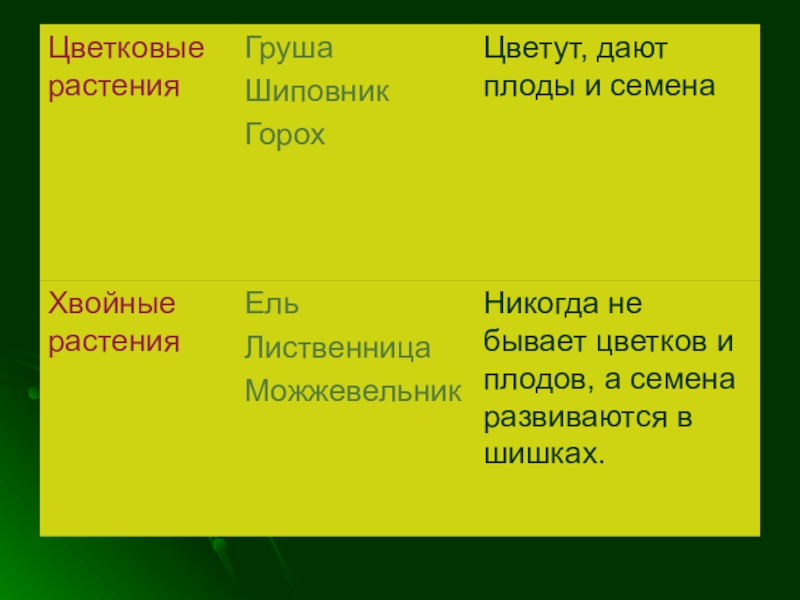 Сходство мхов и водорослей. Хвойные и цветковые растения. Хвойные и цветковые растения различия. Сходство хвойных и цветковых растений. Цветковые и хвойные растения 2 класс.