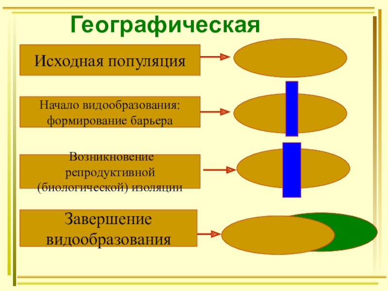 Биология 9 класс видообразование презентация 9 класс