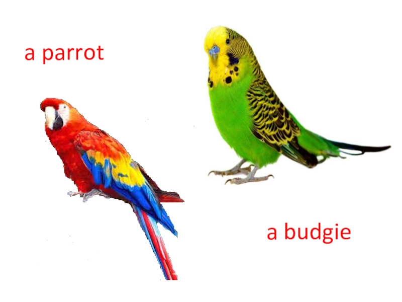 My parrot перевод. Budgie транскрипция. Budgie Parrot разница. Budgie попугай. Parrot транскрипция.