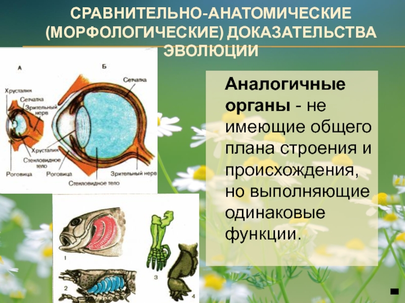 Аналогичные органы например