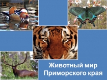 Презентация по биологии на тему Животный мир Приморья (конкурсная работа)