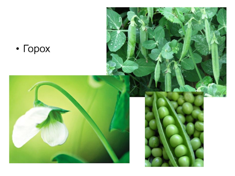 сообщение о горохе. горох семейство мотыльковые. класс гороха. горох посевной подцарство. горох культурное растение.
