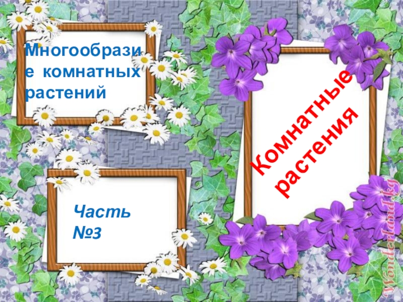 Для чего нужны комнатные растения. Для чего нам нужны комнатные растения. Для чего нужны комнатные цветы части. Для чего нам нужны цветы.