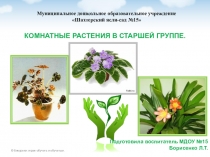 Комнатные растения в старшей группе