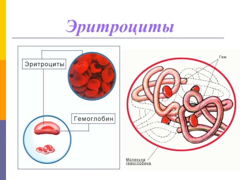 Внутренняя среда организма презентация