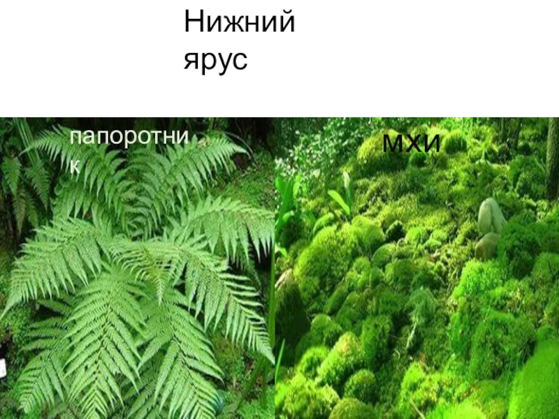 Папоротник ярус леса. Папоротник ярус. Папоротник какой ярус. Нижний ярус тайги. Папоротник Щитовник какой ярус леса.