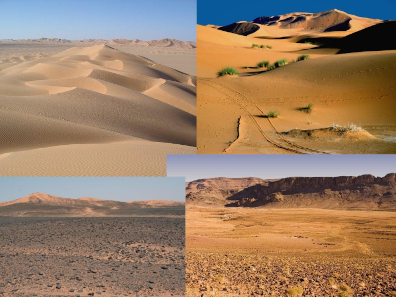 Особенности природной зоны полупустыни