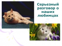 Презентация к уроку Серьезный разговор о наших любимцах (ко Дню кошек)