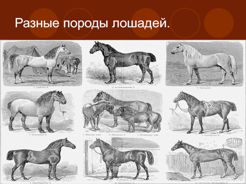 Разные породы лошадей.