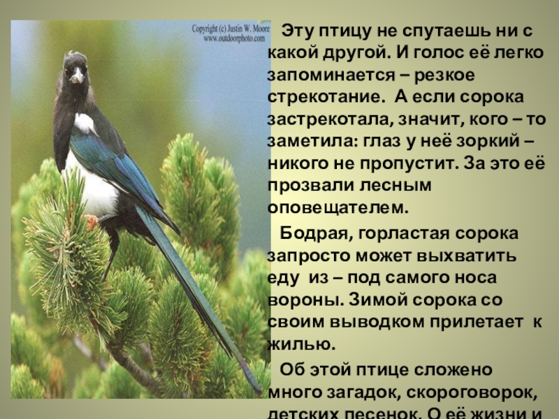 Эту птицу не спутаешь ни с какой другой. И голос её легко запоминается –