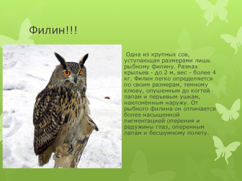 Совы птицы представители. Сова размеры. Чучело бородатой неясыти. Масса филина. Сколько весит сова.