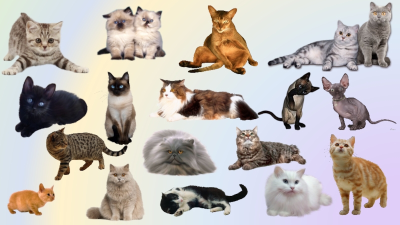 Презентация Презентация к уроку окружающего мира на тему Почему мы любим кошек и собак (1 класс)