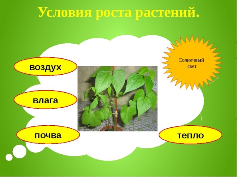 Условия роста растений 6 класс. Условия роста растений. Усллвтя роста и развития растения. Условия необходимые для роста растений. Растению для роста необходимы.