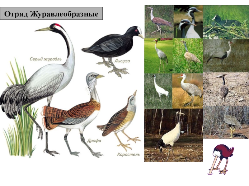Отряд журавлеобразные виды. Отряд Журавлеобразные. Журавлеобразные отряды птиц. Отряд Журавлеобразные представители. Журавлеобразные птицы представители.