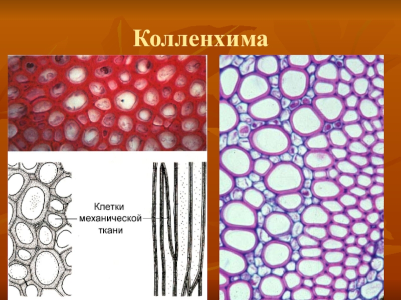 Основная ткань механическая ткань. Механическая ткань растений колленхима. Уголковая колленхима строение. Механические ткани уголковая колленхима. Пластинчатая колленхима строение.