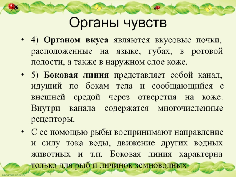 Органы чувств4) Органом вкуса являются вкусовые почки, расположенные на языке, губах, в ротовой полости, а также в