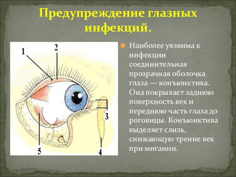 Заболевания глаз биология 8. Гигиена зрения предупреждение глазных болезней 8 класс. Памятку "гигиена зрения. Предупреждение глазных болезней". Конъюнктивная оболочка глаза. Профилактика инфекционных заболеваний глаз.