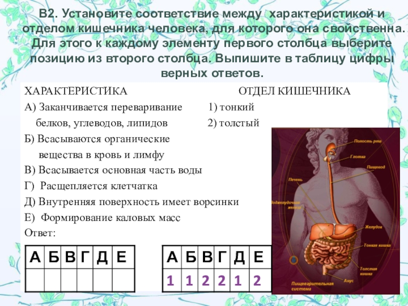 Установите соответствие между системой органов человека. Установите соответствие между характеристиками и отделами кишечника. Установите соответствие между характеристиками и отделами. Установите соответствие между процессами и отделами кишечника. Установите соответствие между отделами и видом кишечника.