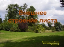 Презентация Внешнее строение листа