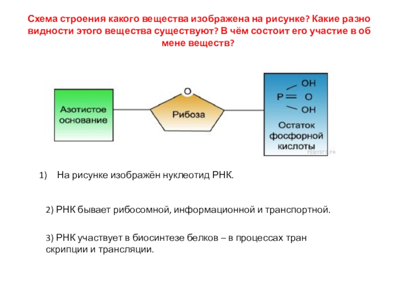 Схема строения какого вещества изображена на рисунке азотистое основание рибоза