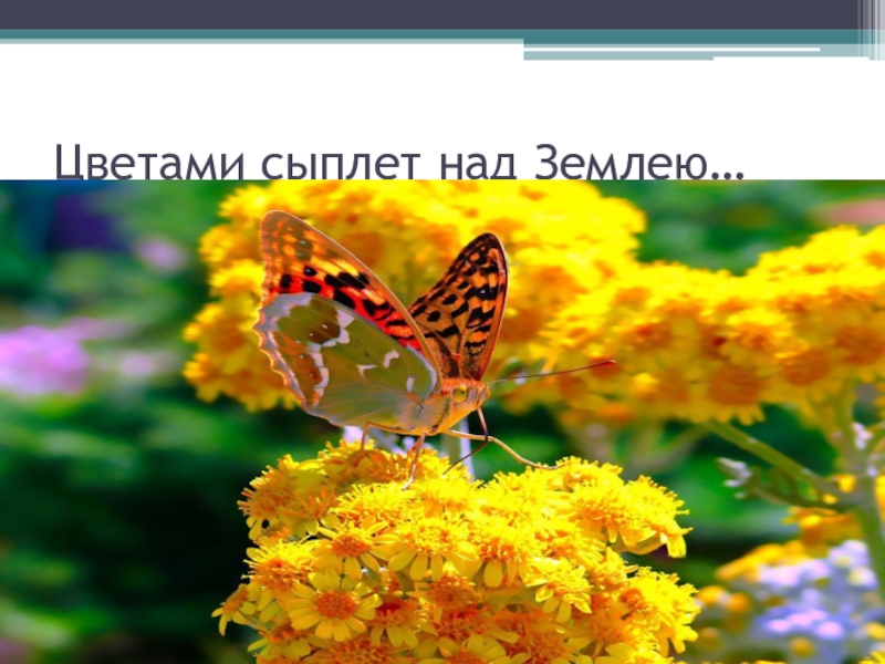 Сыплет цветами