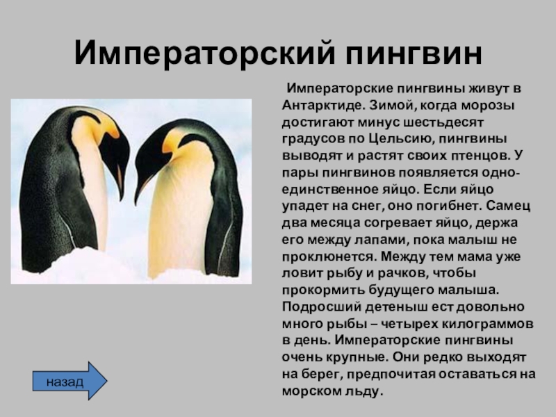Императорский пингвин    Императорские пингвины живут в Антарктиде. Зимой, когда морозы достигают минус шестьдесят градусов