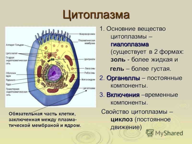 Каким номером на рисунке обозначен органоид относящийся к цитоскелету клетки