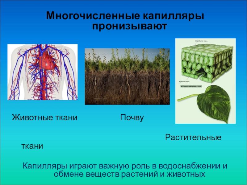 Капиллярные явления в природе презентация