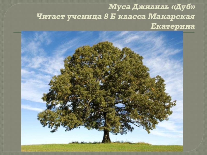 Прочитай дубы дуб. Дуб символ України. Дуб символ чего. Что символизирует дуб. Могучий дуб символ.