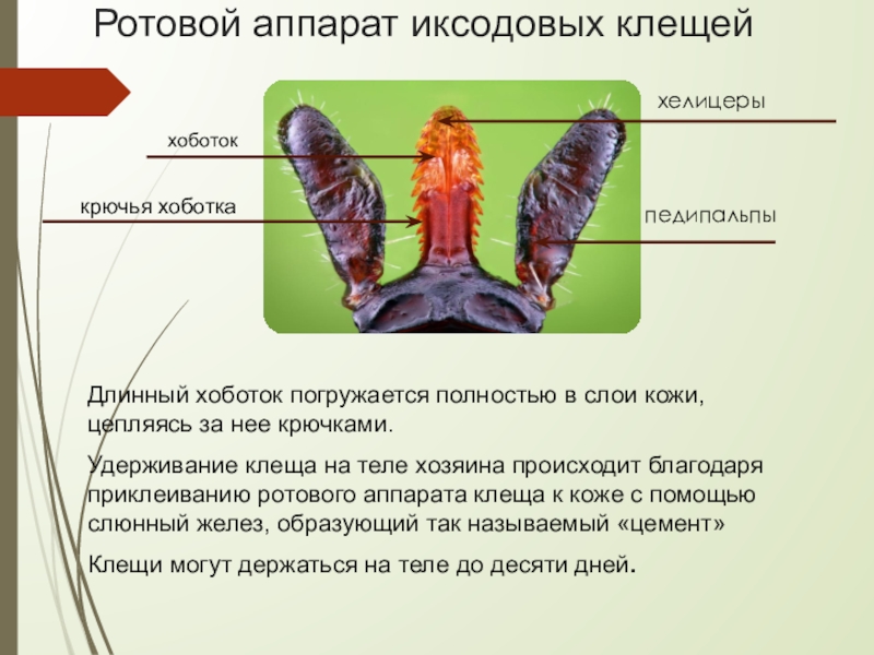 Хелицеры и педипальпы паука рисунок с подписями