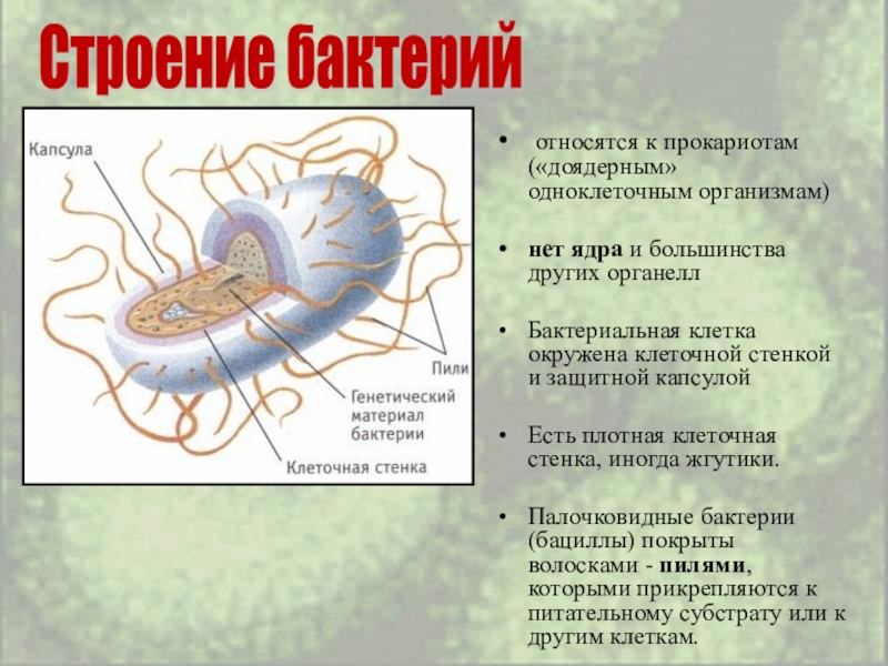 Прокариоты ответ 3. Строение бактерии с ядром. Доядерные организмы прокариоты. Бактерии относятся к прокариотам. Клетка организма бактерии.