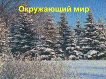 Презентация и конспект урока по окружающему миру Удивительное рядом