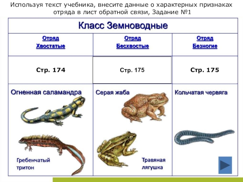 Завершите схему класс земноводные отряд признаки отряда