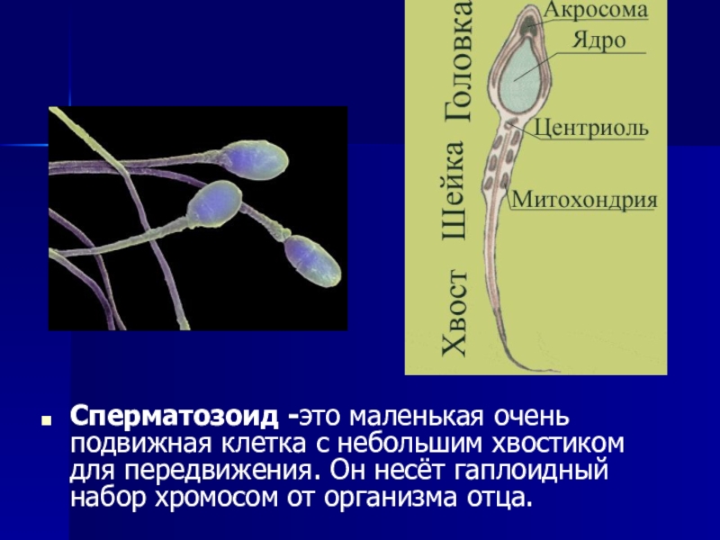 Клетка спермия. Сперматозоид биология. Сперматозоид - это биологический. Спермий это в биологии.