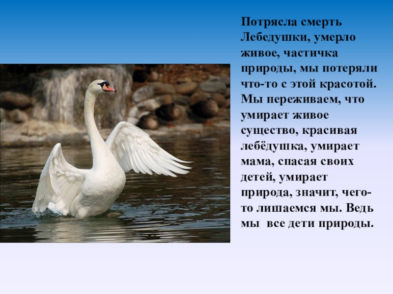 Белый лебедь произведение. Стихотворение Есенина Лебедушка. Лебёдушка Есенин 4 класс.