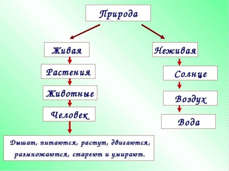 Окружающего мира схема