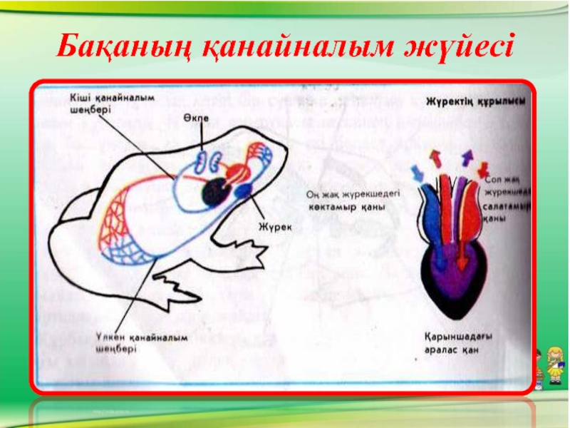 Кіші қан айналым шеңбері. Баканын тузулушу. Жануарлардын сенсорлык жуйеси презентация. Пернетактактамен жане тышкан. Бир минут 9 рет журеги уратын жануар.