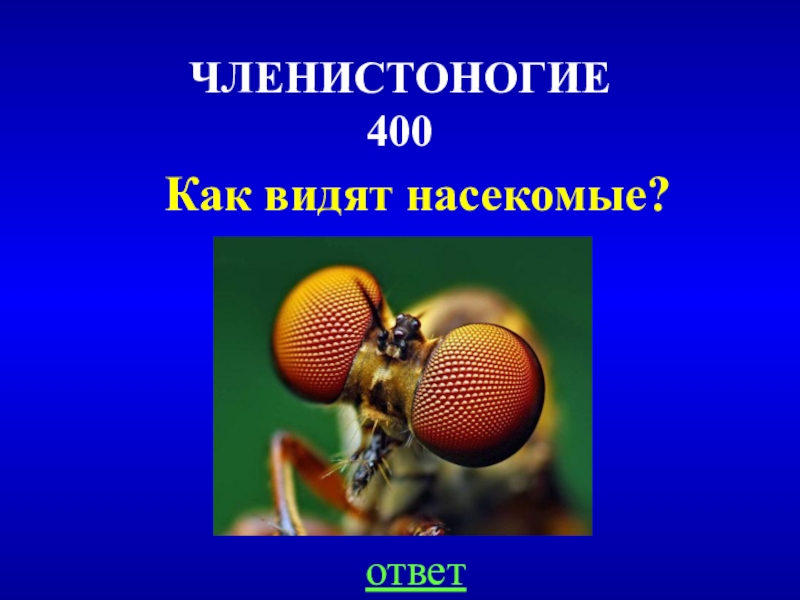 Насекомые ответ. Как видят насекомые. Как видят мир насекомые. Как видит комар окружающий мир. Как видит Стрекоза окружающий мир.