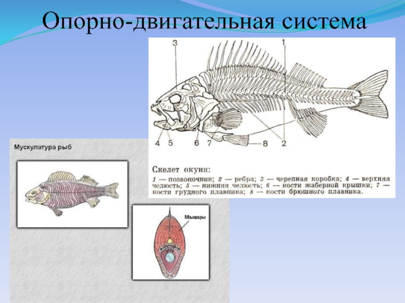 Внутреннее строение рыбы рисунок биология 7 класс