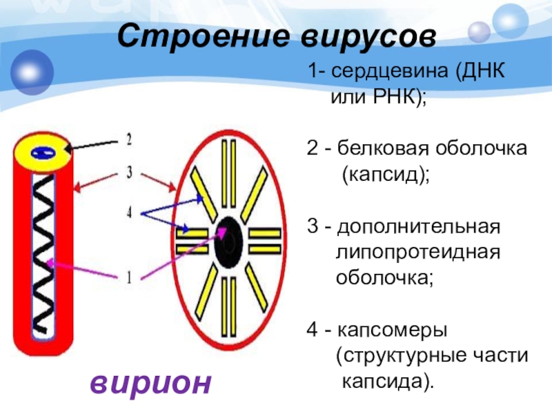 Сердцевина вируса