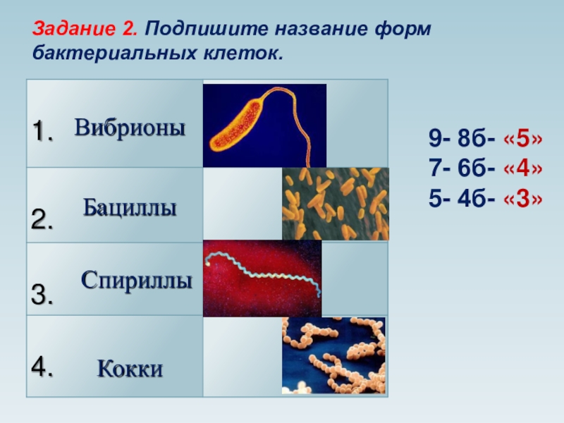 Подпиши изображения используя слова из предложенного списка вибрионы стафилококки спириллы бациллы