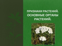 Признаки растений. Основные органы растений
