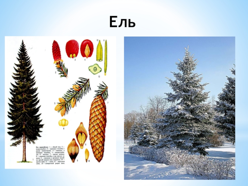 Голосеменные ель. Голосеменные растения ель. Проект на тему голосеменная ель. Ель Сибирская биология. Ели ели шепотом