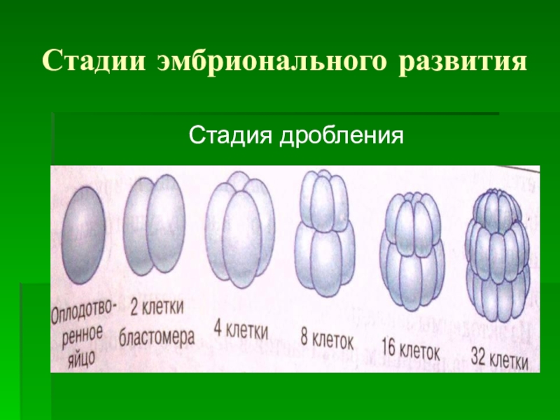 Индивидуальное развитие организма 9 класс биология презентация