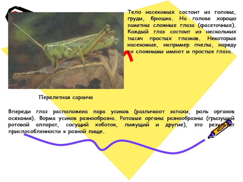 Тело состоит из головы груди и брюшка. Саранча черты приспособленности к среде. Относительный характер приспособленности саранчи. Саранча черты приспособленности к среде обитания. Относительность приспособленности кузнечика.