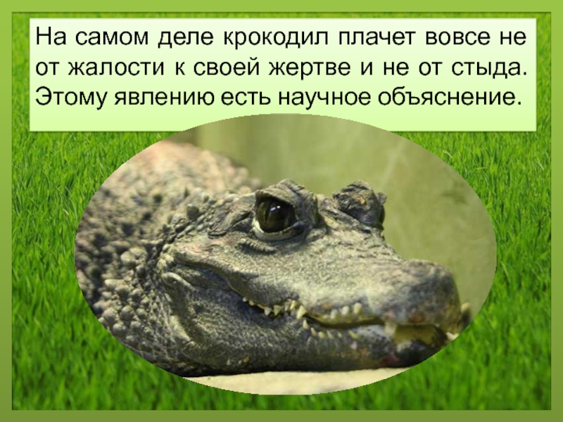 Впр крокодильи слезы