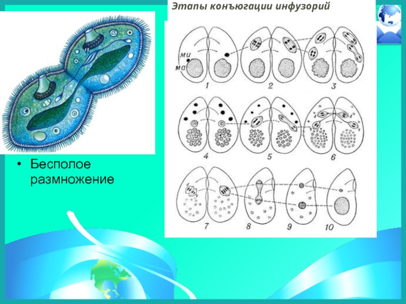 Конъюгация у инфузорий схема