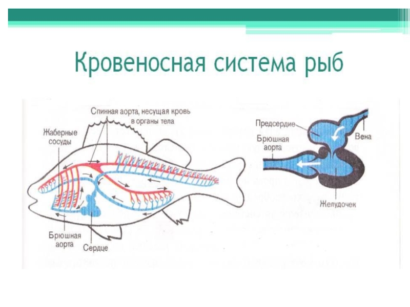 Биология 7 класс параграф рыбы. Нервная система рыб схема. Система кровообращения рыб. Строение кровеносной системы рыб. Система кровообращения рыб схема.
