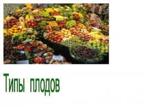 Презентация для 6 класса типы плодов.