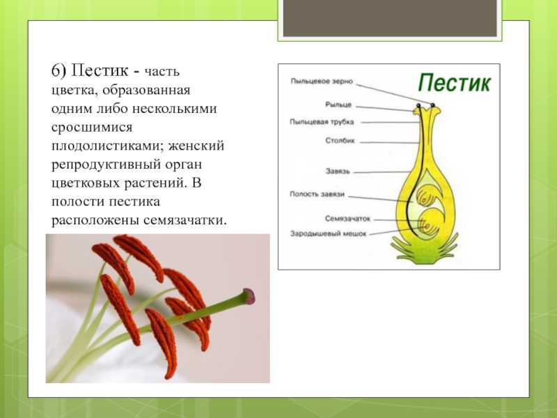 Части пестика цветка. Плодолистики срослись завязью пестика;. Плодолистики пестика. Пестик цветка образован. Строение плодолистика.